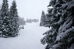 Alberi (12), Alta Val Badia (146), Sci Alpino (290)